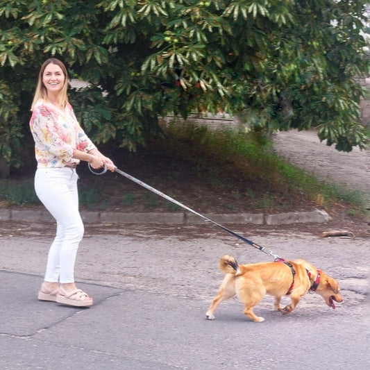 A Day of Purpose: MagicLinen's Visit to the Dog Shelter