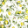 Citrus garden white